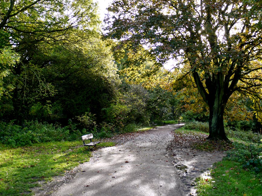 A dirt pathway winding through a lush park with mature trees on both sides, their branches forming a canopy overhead. The ground is covered with fallen leaves and small rocks, and a weathered wooden bench is situated on the left side of the path. The sunlight filters through the dense foliage, creating dappled light and shadow effects. The scene appears peaceful and natural, highlighting the beauty of outdoor surface cleaning and maintenance in a green, outdoor environment. This image, associated with Deep Cleaning Hampstead, emphasizes the importance of outdoor hygiene and outdoor space upkeep as part of comprehensive cleaning services.